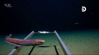 Plastica nella Fossa delle Marianne la scoperta a diecimila metri di profondità