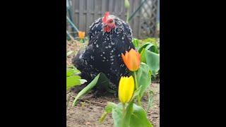 Frühling im Hühnergarten