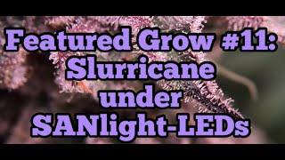 FEATURED GROW #11 360-SPIN OF SLURRICANE grown by Terpquake Genetics under SANlight LEDs