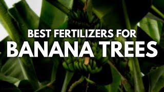 Best Fertilizer for Banana Trees - Bigger Tastier and Healthier