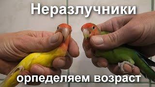 Попугаи неразлучники. Определяем возраст.