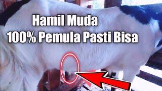 ciri ciri kambing dere hamil muda  peternak kambing pemula pasti bisa