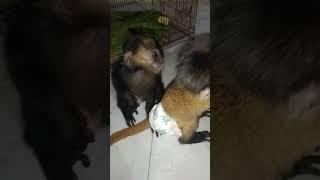 ANAK LUTUNG CEPAT NGERTI KLO D latih