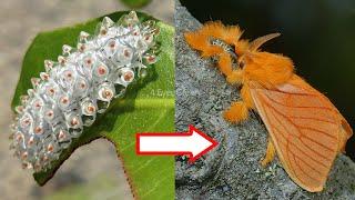 10 Amazing Caterpillars to MothsButterflies Transformations