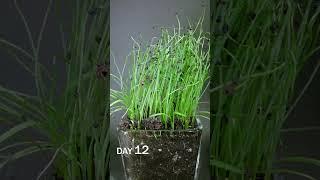 Leek Microgreens Growing Time Lapse