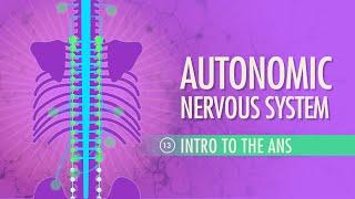 Autonomic Nervous System Crash Course Anatomy & Physiology #13