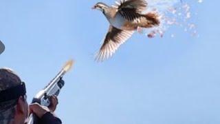 SHOTKAM VE GOPRO ÇEKİMİ KEKLİK AVI. Partridge huntохота на куропатку chasseàla perdrix صيد الحجل