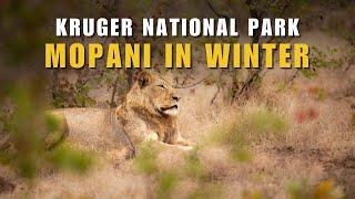 Ep 7  SELF DRIVE SAFARI in KRUGER NATIONAL PARK  Day 8 – Around Mopani Rest Camp