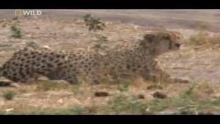 cheetahs huntings warthog .watch in HD