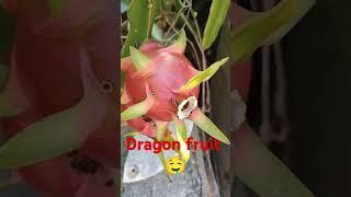 Dragon fruit  #everyone #trendingvideo #food #shortvideo #