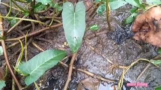 mancing belut habis hujanmancing belut di rawa jakarta