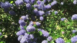 Waarom elke tuin een Ceanothus Amerikaanse Sering zou moeten hebben