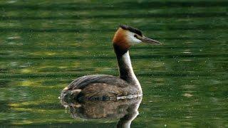 Wildlife video diary – The Great Crested Grebe one of the most striking birds of the Norfolk Broads