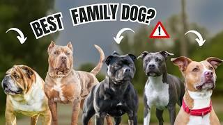 How to Choose the Right Bull Breed Dog for Your Family