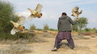 Wonderful partridge hunting with katta  Best goshawk hunting Jan22  Raptors Today