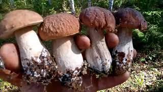 КАК РАЗМНОЖАТЬ ВЫРАЩИВАТЬ ПОСАДИТЬ  свои грибы  - Белые Подосиновики Лисички Атака Боровиков