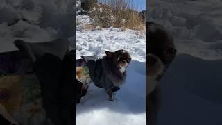 MARGO THE TINIEST CHIHUAHUA SNOW DAY #sweetiepiepets #chihuahua #tiniestchihuahua #applehead