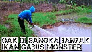 Menjala Ikan Gabus di sawah 2021