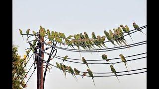 Parrots in Oman