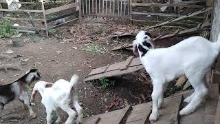 kambing Boer f1calon indukan