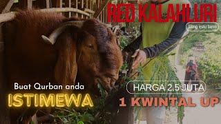 RED KALAHLARI 100 Kg UP dulu dibeli 2.5jt an.