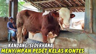 PEDET SUPER 10 BULAN CALON MONSTER KANDANG DARI KANDANG SEDERHANA