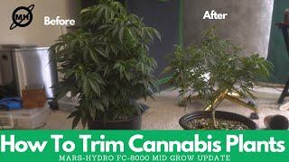 How To Trim Cannabis Plants To Maximize Yield  Mars Hydro FC-8000 All-In-One Grow Kit Grow Update