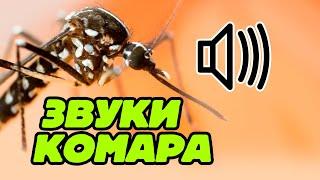 Звук комара жужжание комаров и комариный писк