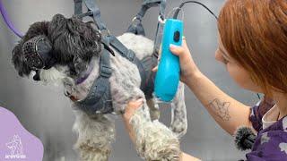 Dog BITES Groomer  Gets Hung In The Harness Of Humiliation