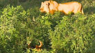 Unlucky Wildebeest Caught by Lion While Sleeping