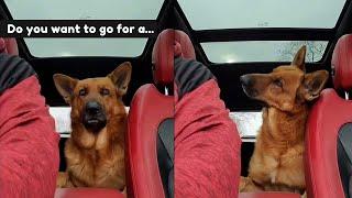 Funny Dogs Actually Understand What You re Saying - Funny Dog Reaction Pawspot