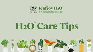 leafjoy H2O Care Tips