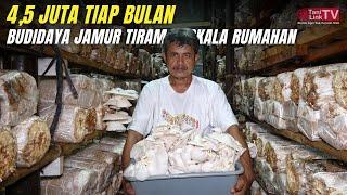 Budidaya Jamur Tiram Skala Rumahan Perawatan Mudah Tiap Hari Panen