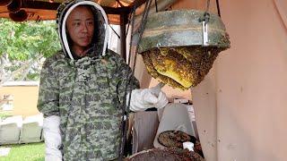 Rooftop apiary with Apis cerana in Singapore The Sundowner - Nature Experience Centre