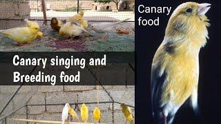 Canary singing food. best vegetables fruits for Canary Breeding. egg for Canary bird.