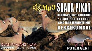 suara burung puter geni GEROMBOLAN