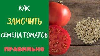 Лучший способ замачивания семян томатов перед посадкой