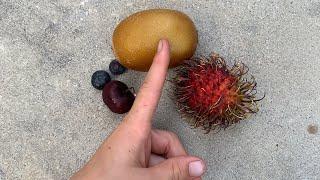 Adaline gymnastics with fruits again ￼