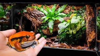 Easy Tropical Frog Paradise DIY Vivarium