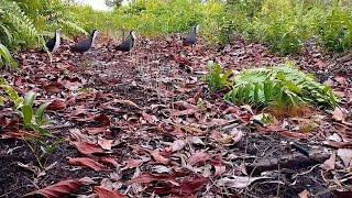 burung ruak ruak cerdik  bird trap