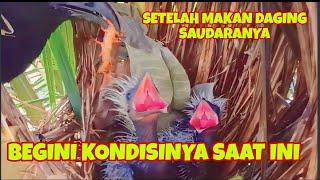 KEDUA ANAK BURUNG BUTBUT INI TELAH MAKAN DAGING SAUDARANYA BEGINI KONDISINYA SAAT INI