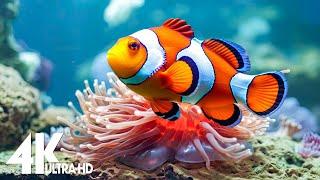 The Best 4K Aquarium  Beautiful Coral Reef Fish - Sleep Relax Meditation Music