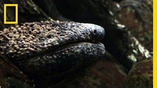 Giant Salamander As Big As a Dog  National Geographic