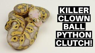 Killer Clown Ball Python Clutch Out Of The Eggs - Benjamins Exotics