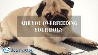 Dont Overfeed Your Dog