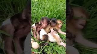 #Funny #Cute #Animals #Shorts #Video #Monkey #HayvanlarAlemi #Yavru #Hayvanlar #Maymun  #44