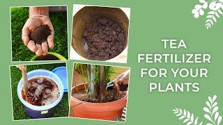 The Goodness Of Tea Grounds For Your Plants  Homemade Fertilizers  DIY Tea Liquid Fertilizer