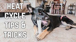 Female Dog In Heat - 5 Tips To Survive Your Dogs First Heat Cycle