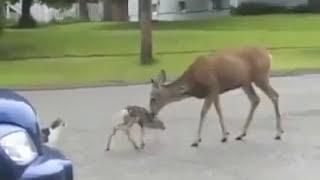 Cranbrook Deer vs Cat Voiceover