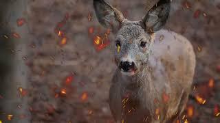 Open Border Texas Parks and Wildlife State of The U.S.